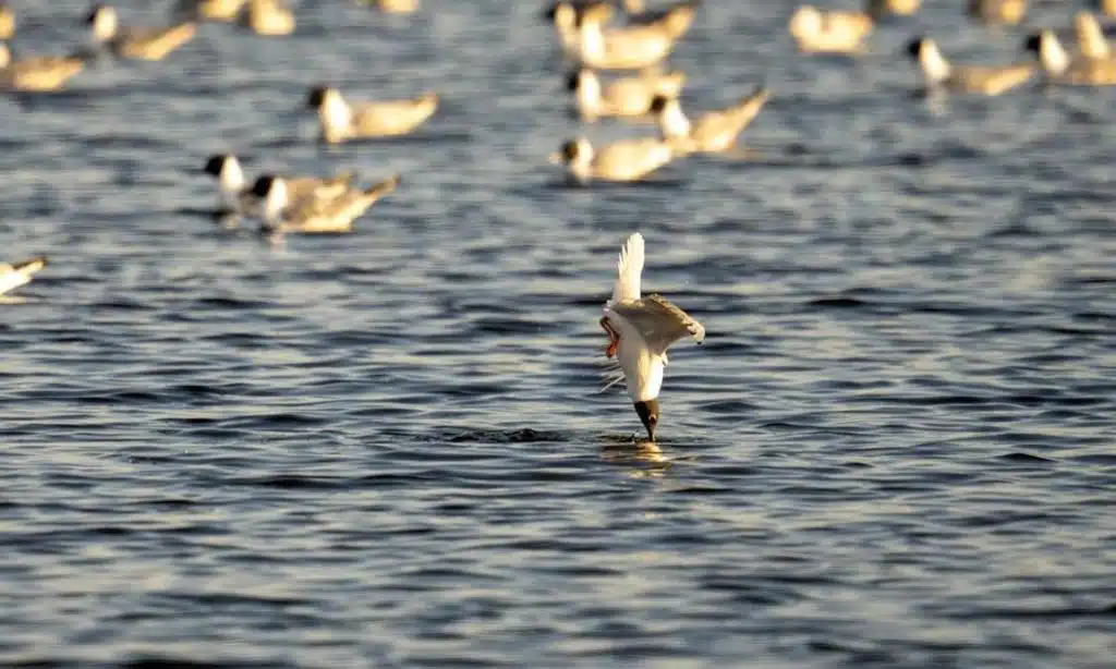 The Catfish That Hunt Pigeons