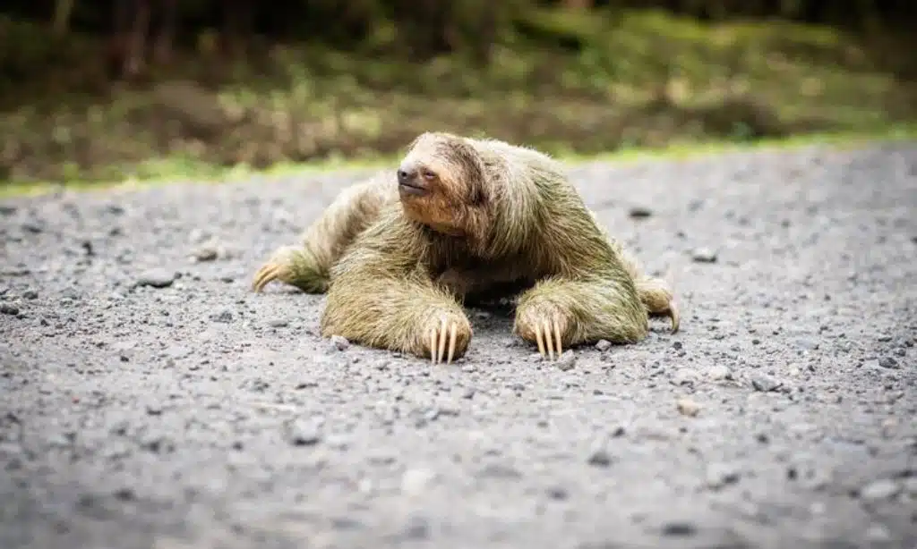 The Sloth That Stopped Traffic