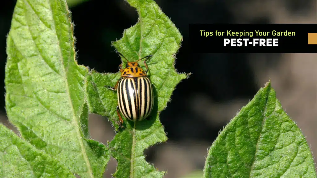 Tips for Keeping Your Garden Pest-Free