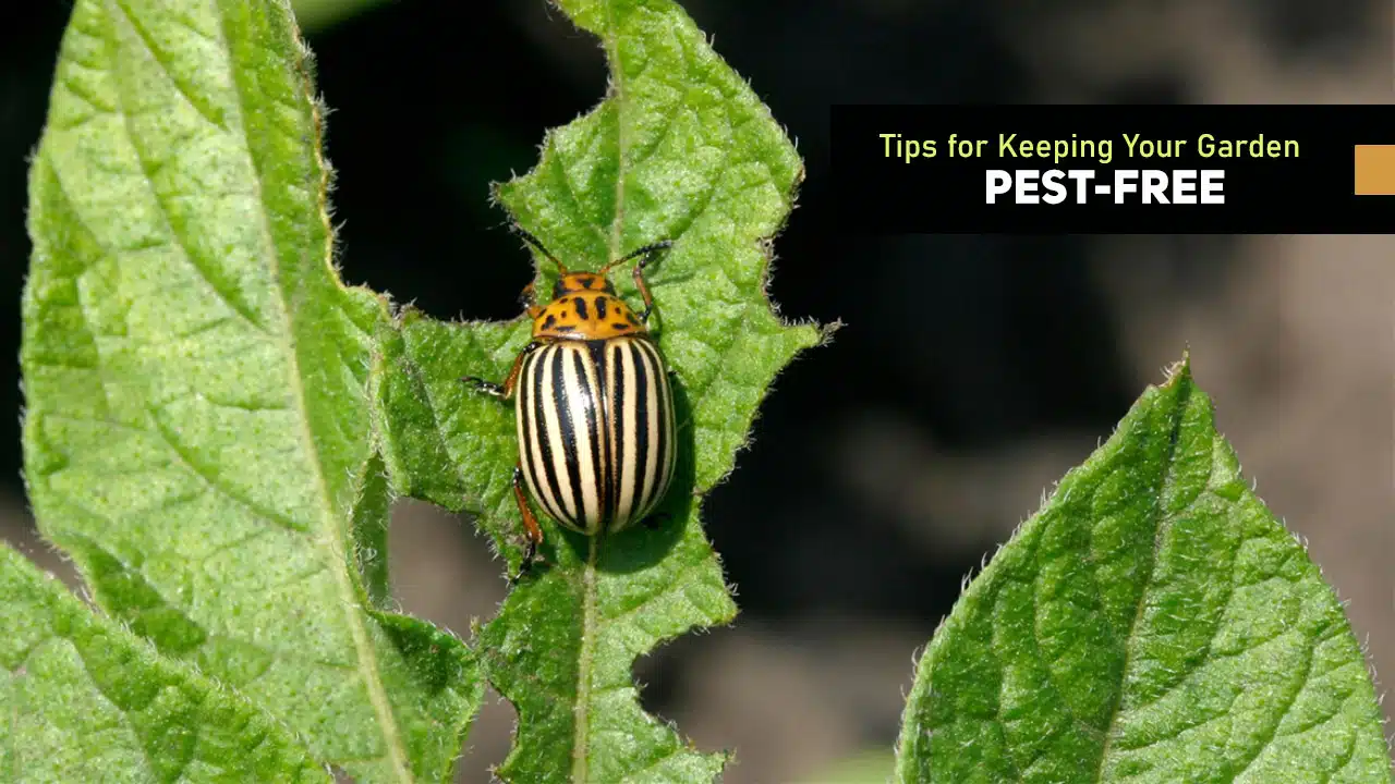 Tips for Keeping Your Garden Pest-Free
