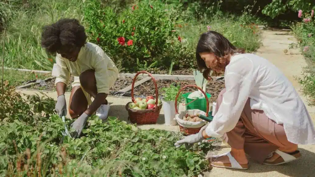 Two women gardening and harvesting fresh produce.