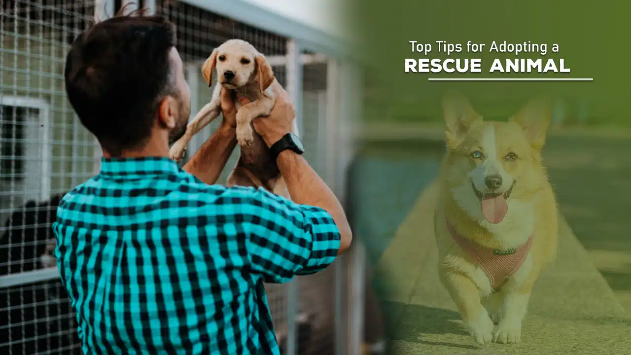 Top Tips for Adopting a Rescue Animal