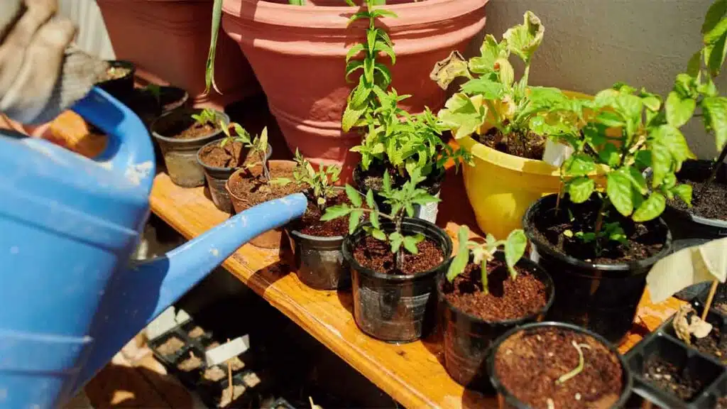 Watering young plants in small pots on a sunny balcony garden.
