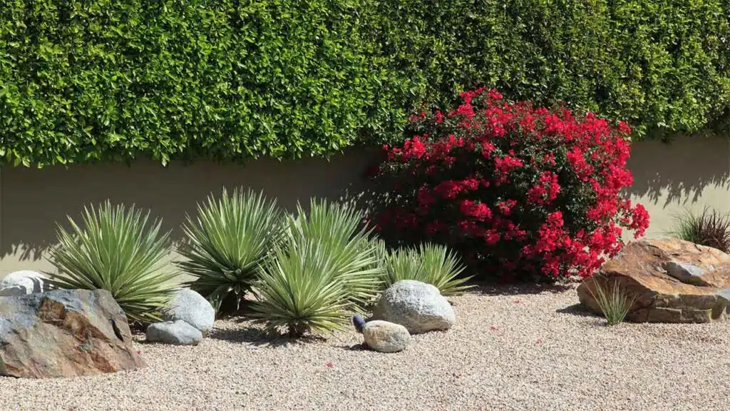 Desert garden with succulents, rocks, and a blooming red bush.