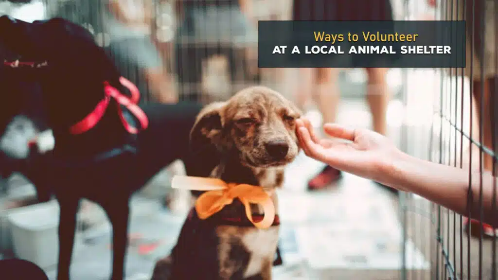 Volunteer at a Local Animal Shelter copy