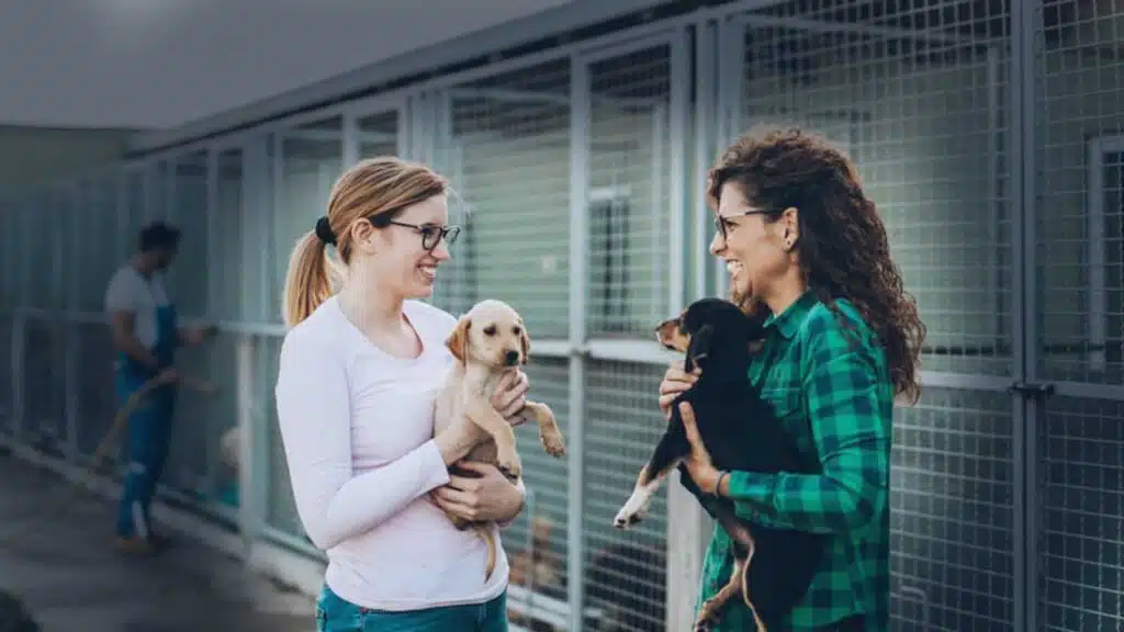 Ways to Volunteer at a Local Animal Shelter
