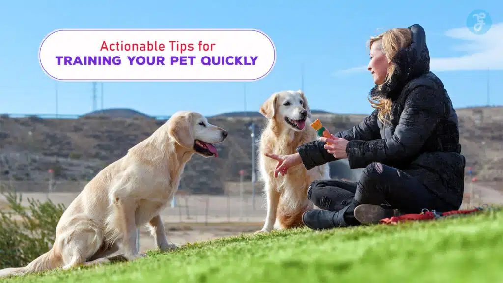 Actionable Tips for Training Your Pet Quickly