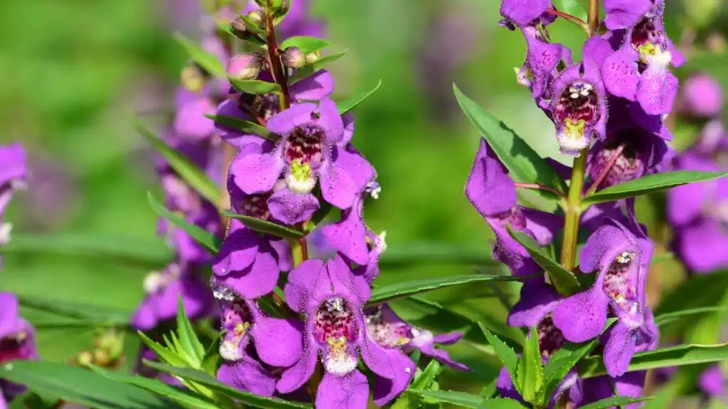 A group of vibrant purple Angelonia flowers