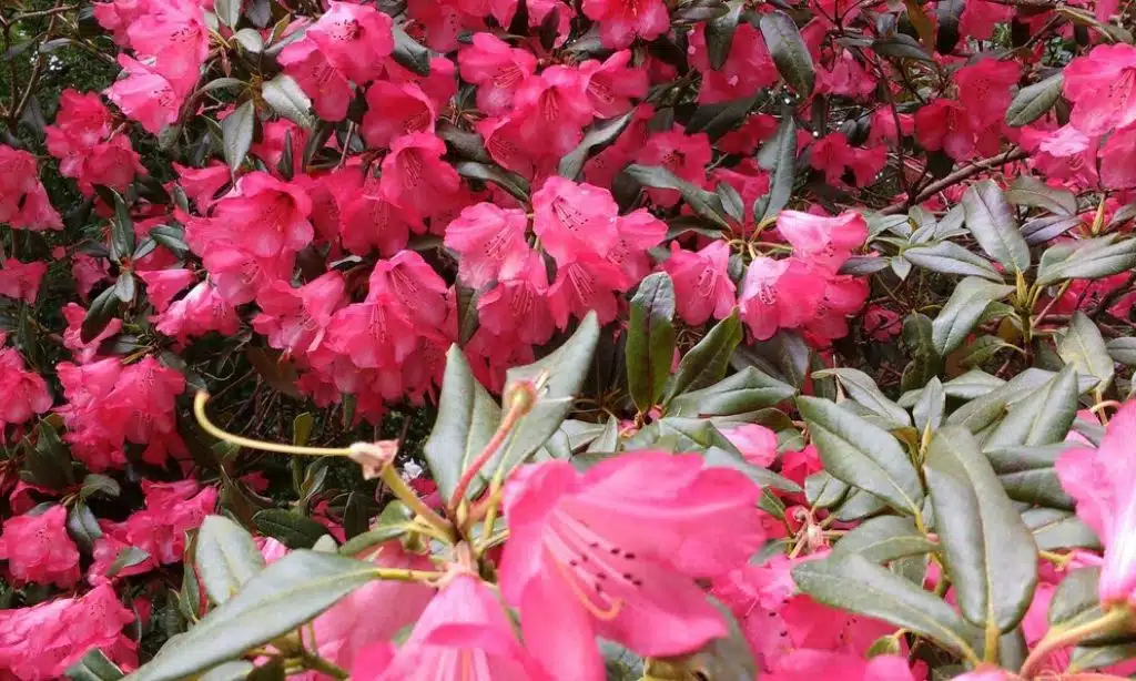 Azalea
