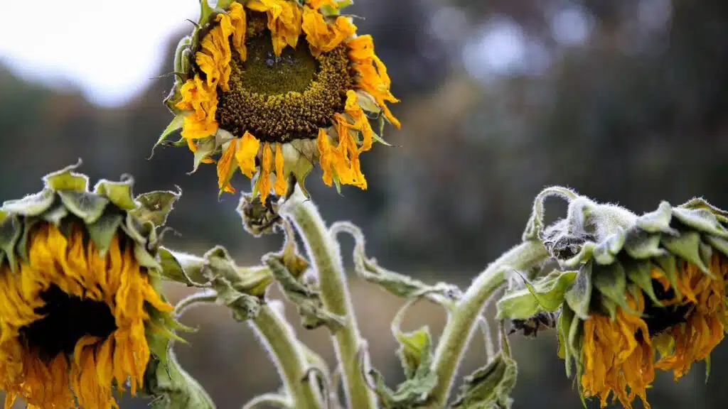Group of withering sunflowers with drooping yellow petals and faded green stems