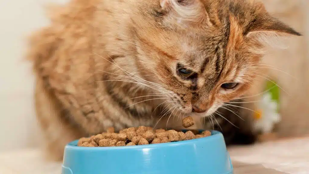 A close-up of a fluffy cat eating dry food from a blue bowl