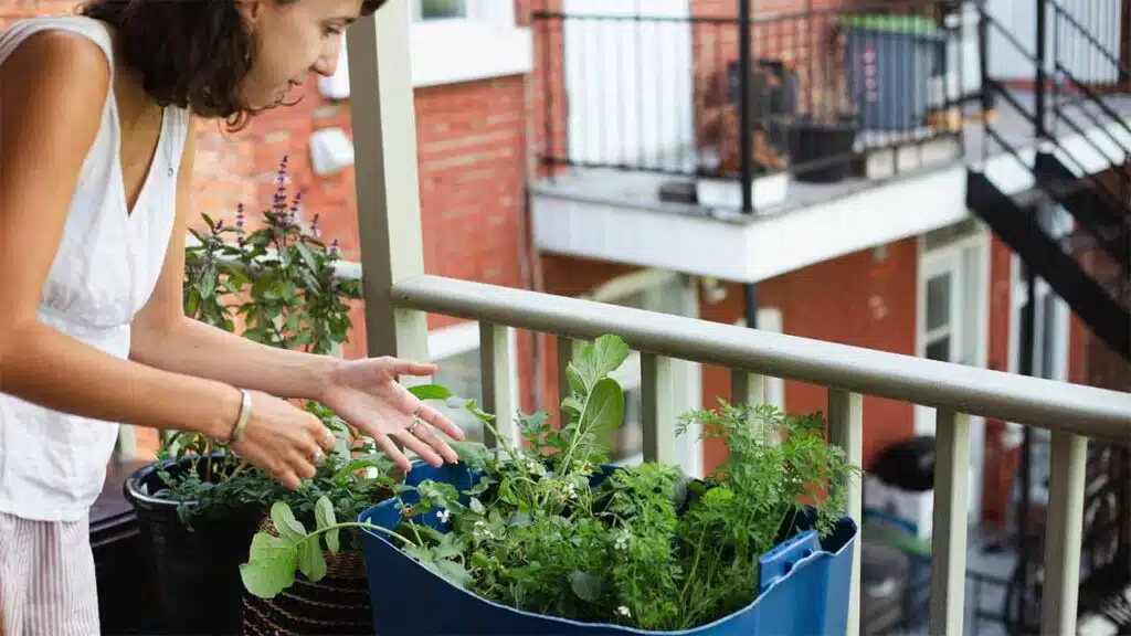 Urban gardening on a small balcony with a woman tending to her potted plants