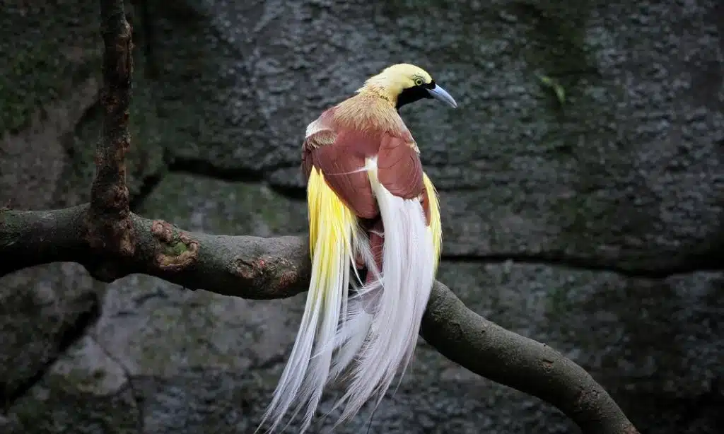 Bali Bird of Paradise, Indonesia