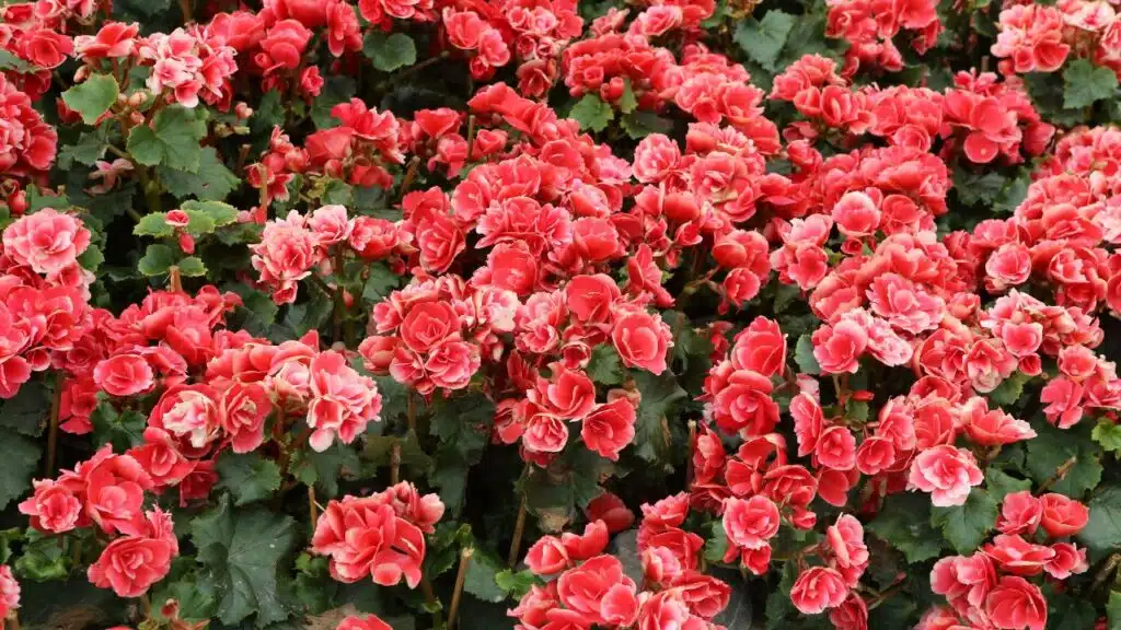 Beautiful bed of pink and red begonias in full bloom