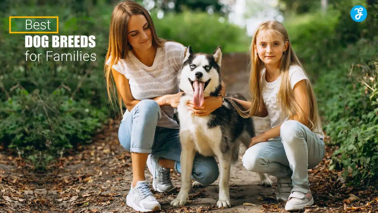 Best Dog Breeds for Families