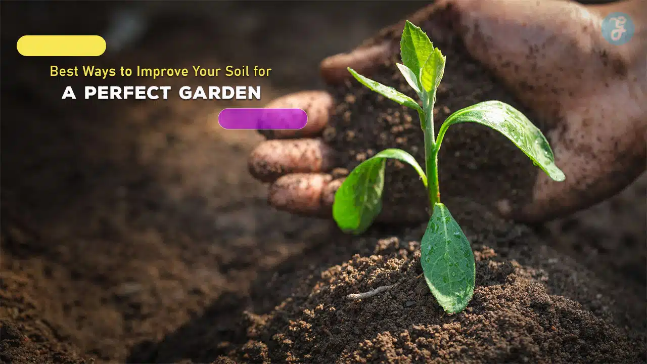 Best Ways to Improve Your Soil for a Perfect Garden
