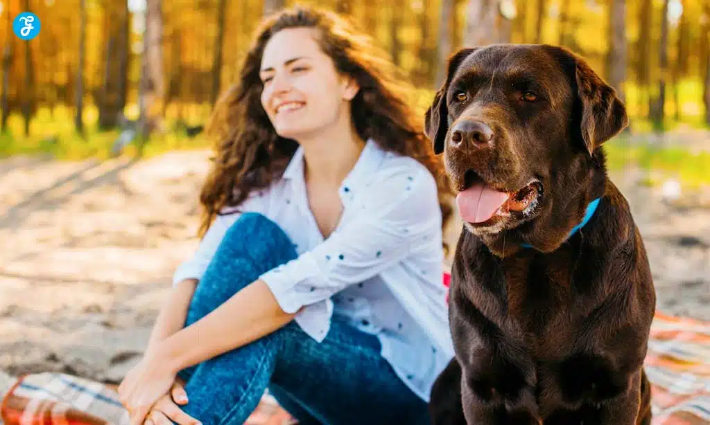 Cardigan Welsh Corgi
