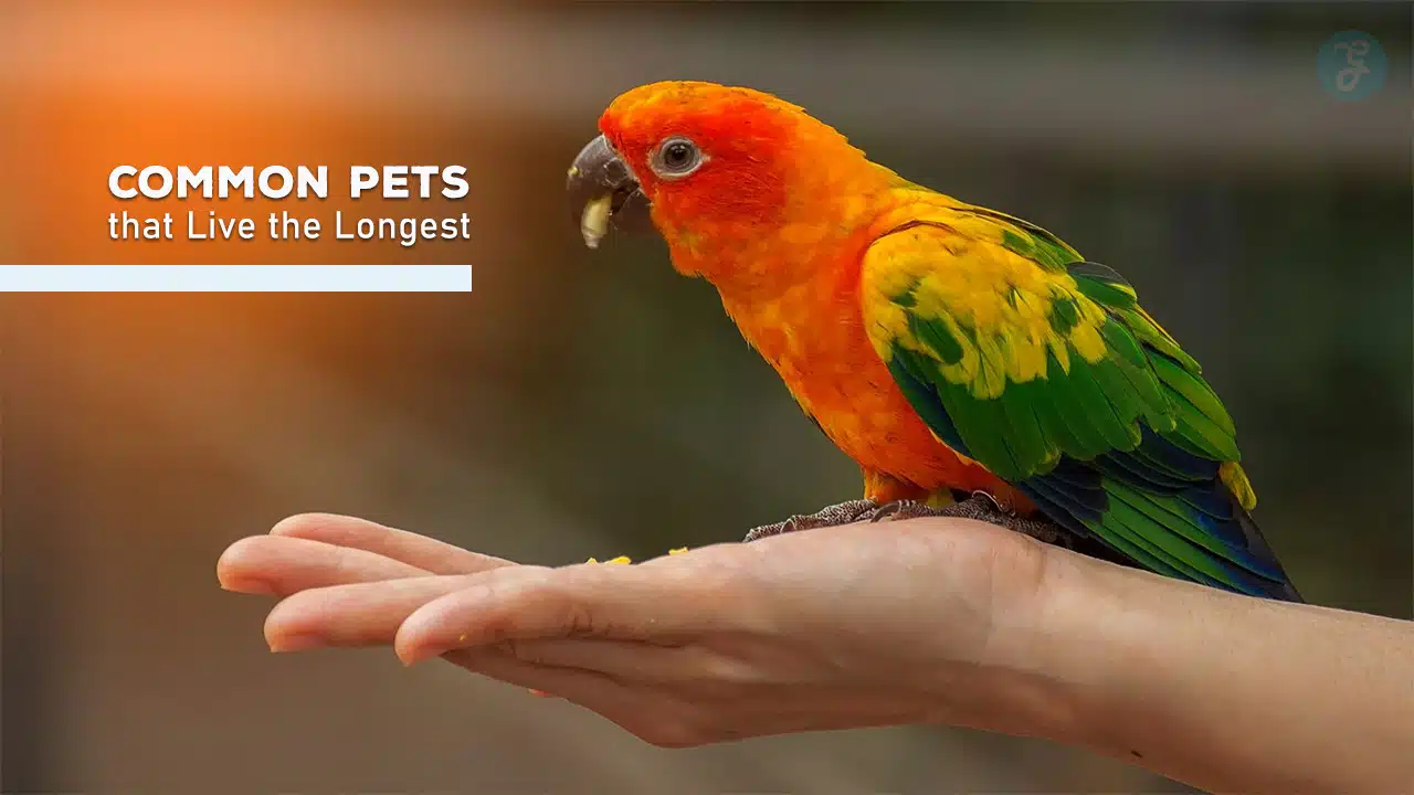 Common Pets that Live the Longest