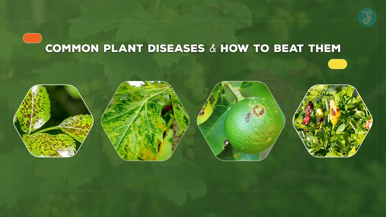 Common Plant Diseases and How to Beat Them
