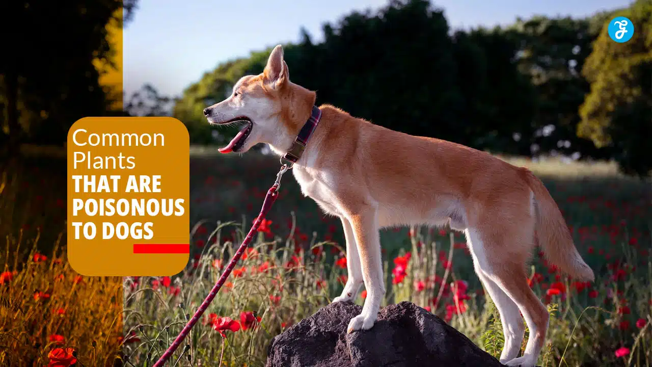 Common Plants That Are Poisonous To Dogs