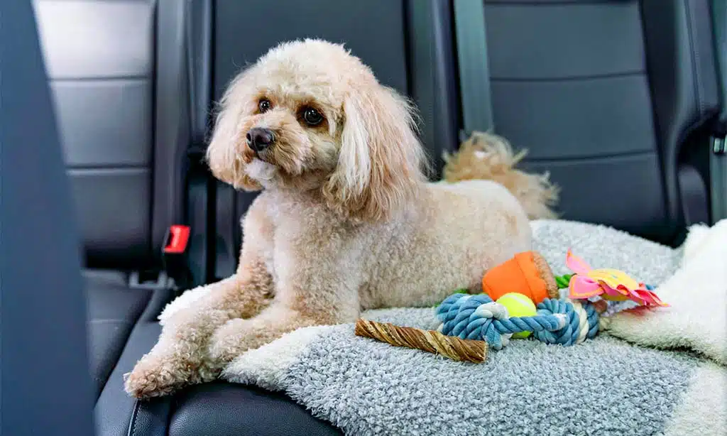A cuddly poodle unwinds in the backseat of a car while playing with various vibrant dog toys.