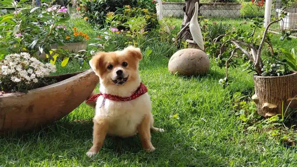 Adorable small dog with fluffy tan fur and a red bandana sitting on a vibrant green lawn in a garden