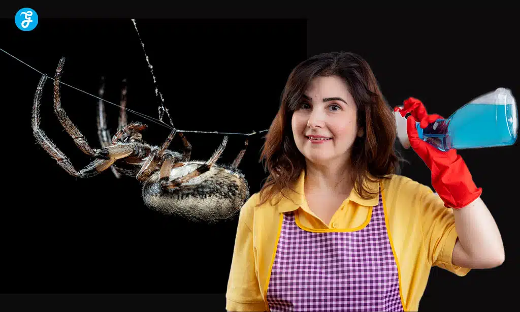 Creating a Spider-Resistant Perimeter