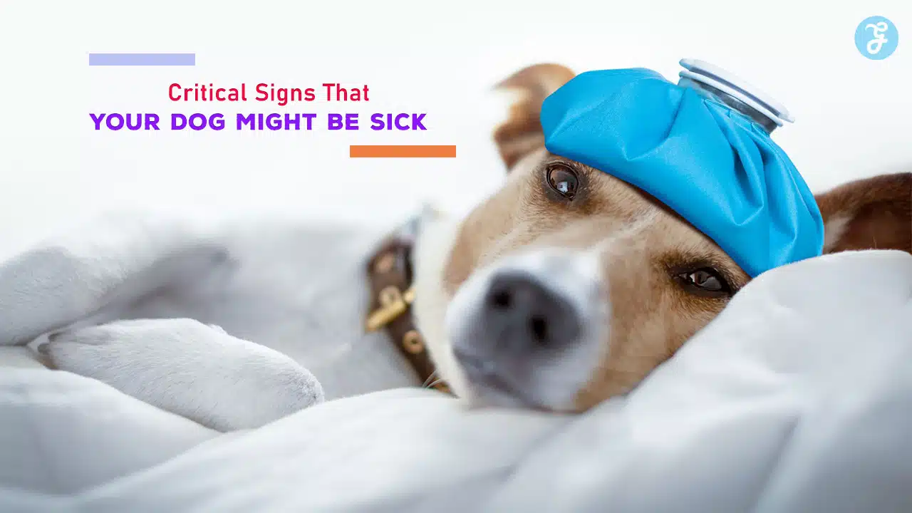 Critical Signs That Your Dog Might Be Sick
