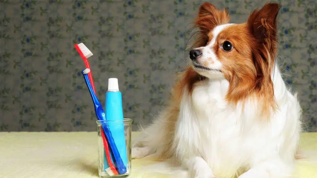 A fluffy Papillon dog sits next to a toothbrush and toothpaste, hinting at pet dental care.