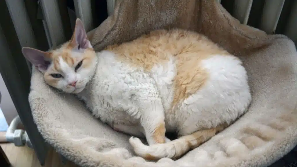 curly-furred cat with orange and white markings is lounging in a cozy