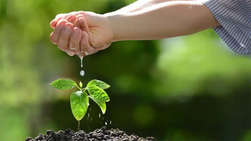 Hand watering a young plant in soil, symbolizing growth and environmental care.