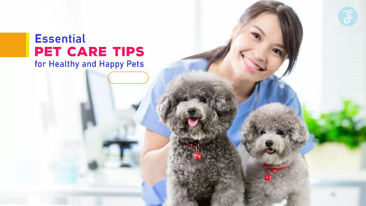 Essential Pet Care Tips for Healthy and Happy Pets