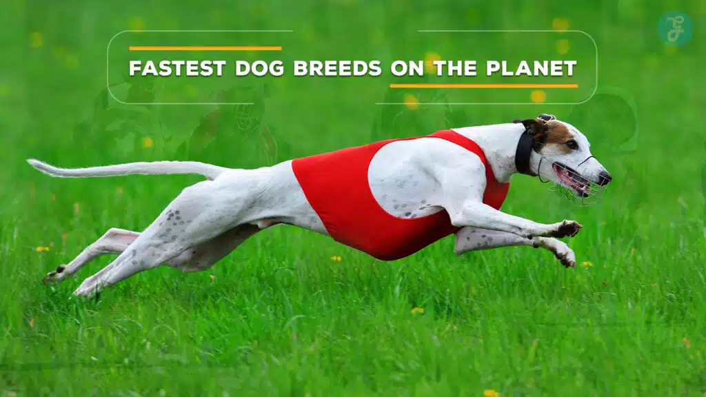 Fastest Dog Breeds On The Planet