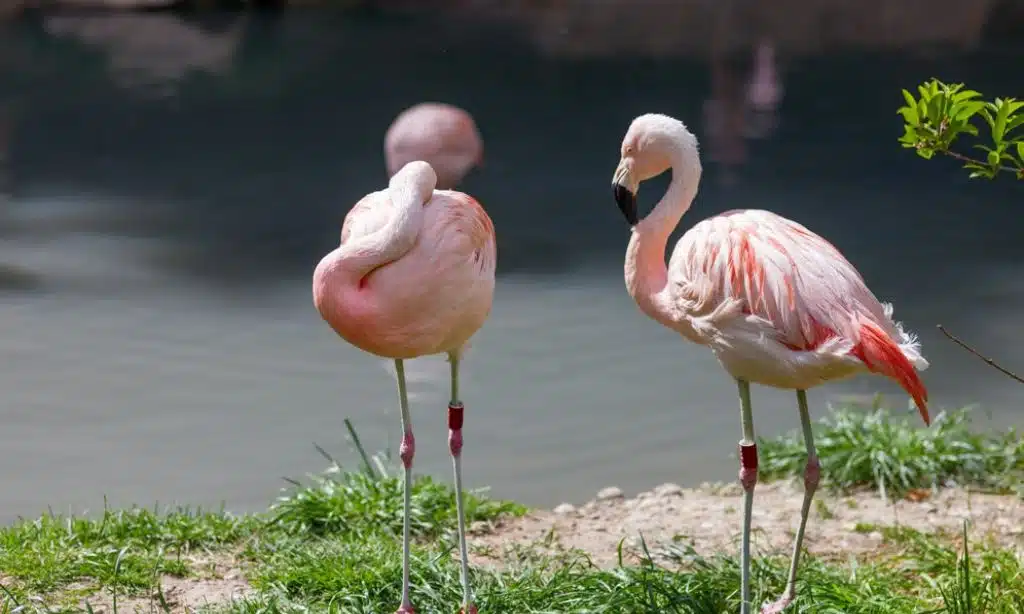 Flamingo, Africa