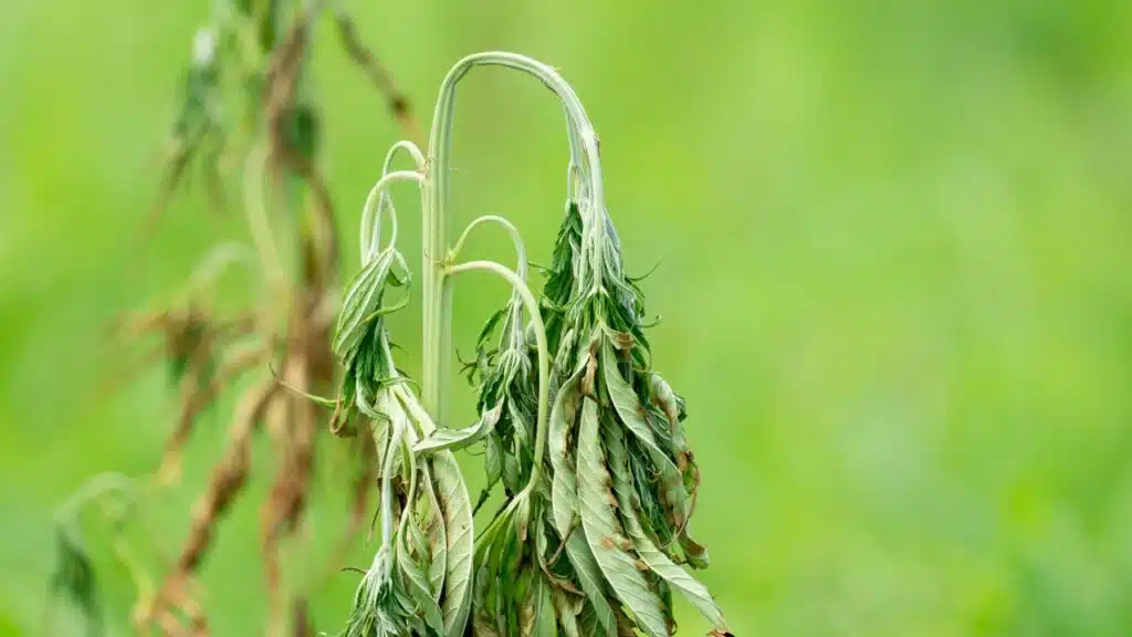 A wilted plant with drooping leaves, indicating signs of dehydration or decline