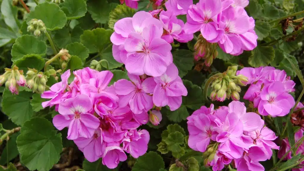 A cluster of bright pink geranium flowers in full bloom