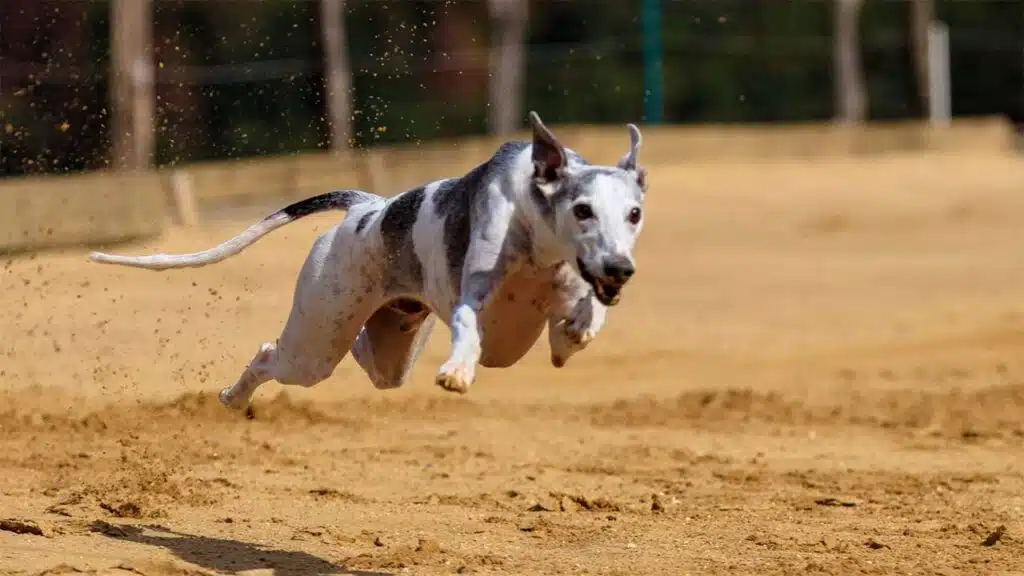 A greyhound races swiftly across a dirt track