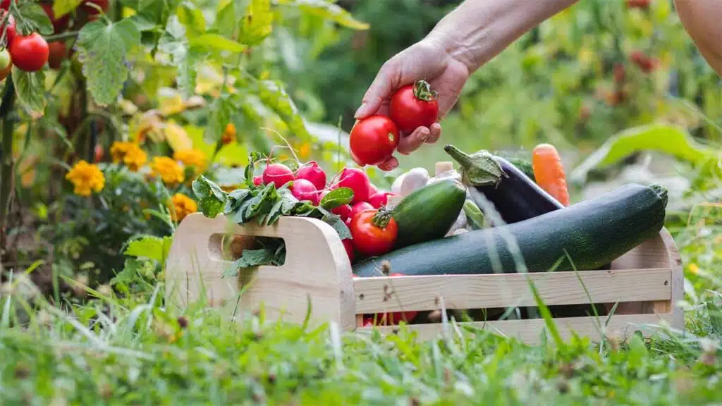 Harvesting fresh vegetables, including tomatoes, radishes, and zucchini, from a home garden