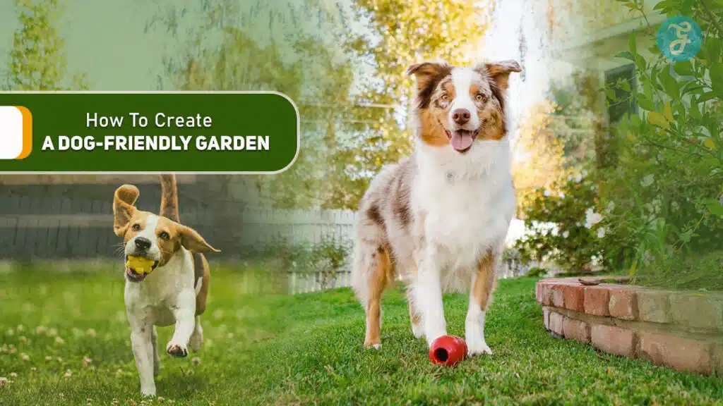 How To Create A Dog-Friendly Garden