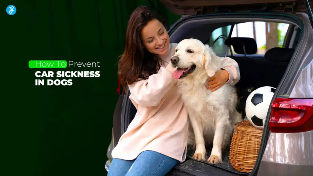 How To Prevent Car Sickness In Dogs