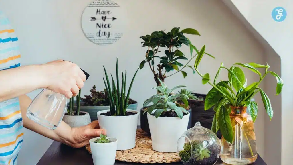 Person watering indoor plants - care tips for healthy houseplants