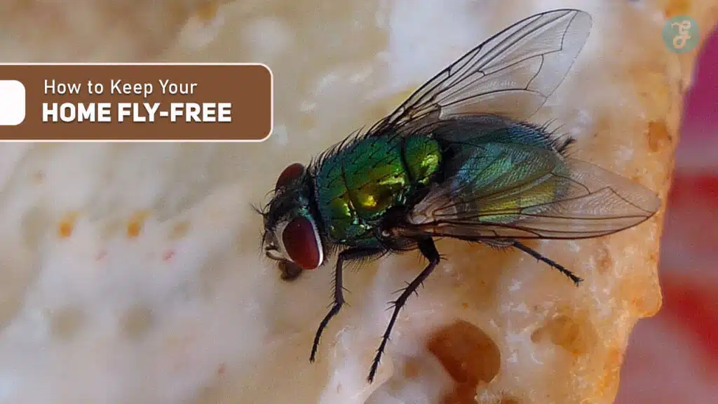 How to Keep Your Home Fly-Free