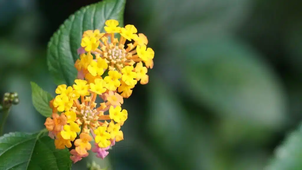 Bright yellow and orange lantana flowers