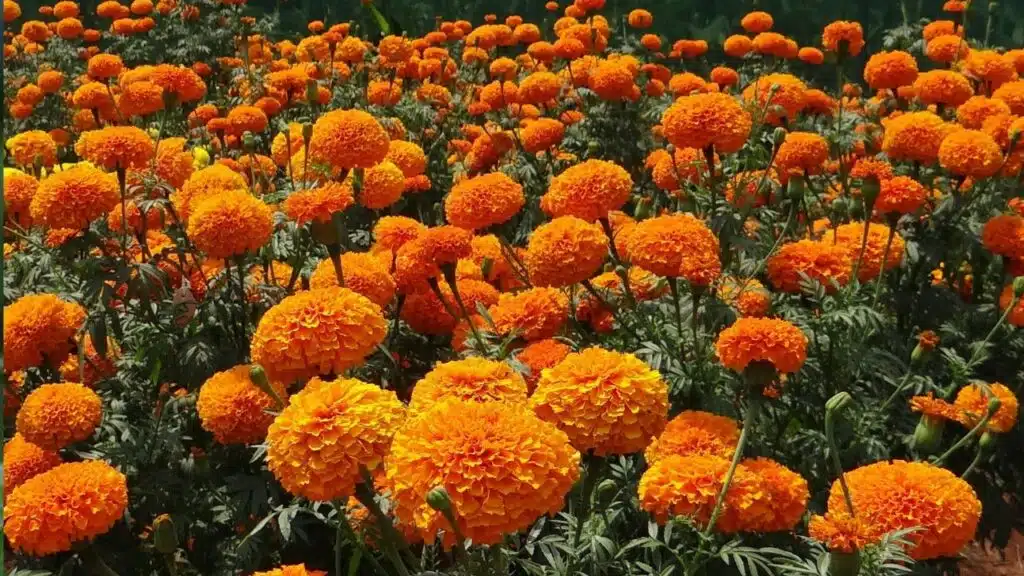 Bright orange marigold flowers in full bloom