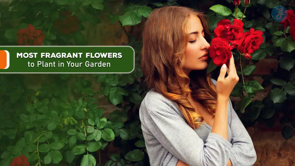 Most Fragrant Flowers to Plant in Your Garden