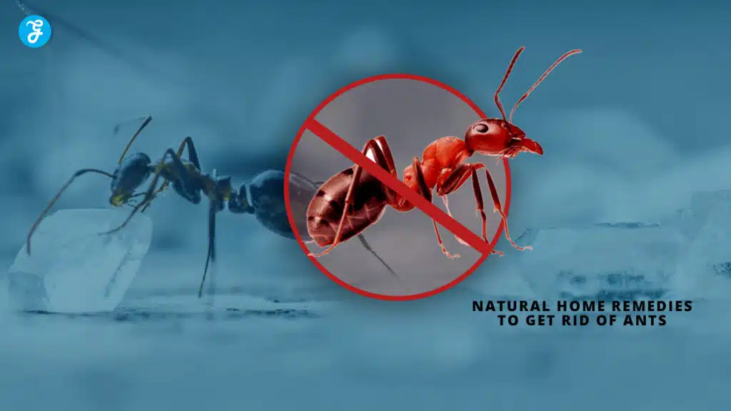 Natural Home Remedies to Get Rid of Ants