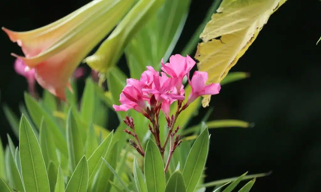 Oleander