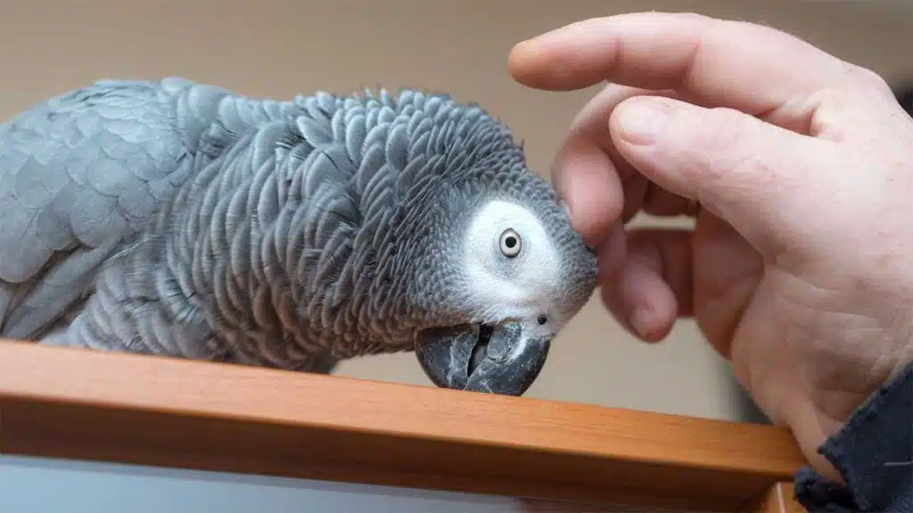African grey parrot being petted