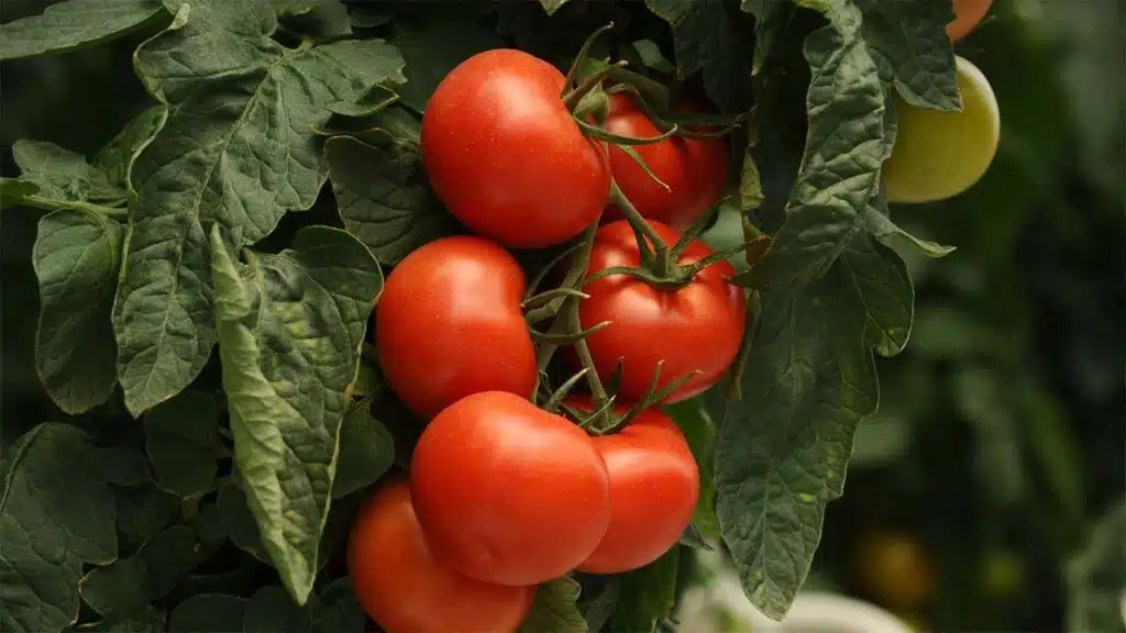 Cluster of ripe red tomatoes growing on a vine surrounded by green leaves.