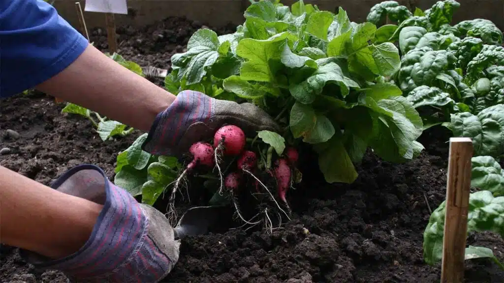 Gardener harvesting fresh radishes from a vegetable garden